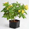Tecoma, Goudichoudi Yellow - 10" Grow bag