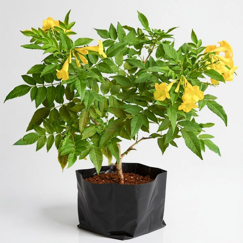 Tecoma, Goudichoudi Yellow - 10" Grow bag