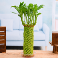 Fengshui Wheel Arrangement Lucky Bamboo in a Plastic Bowl - 6" Pot