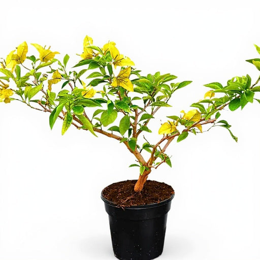 Bougainvillea Yellow - 10" Grow bag