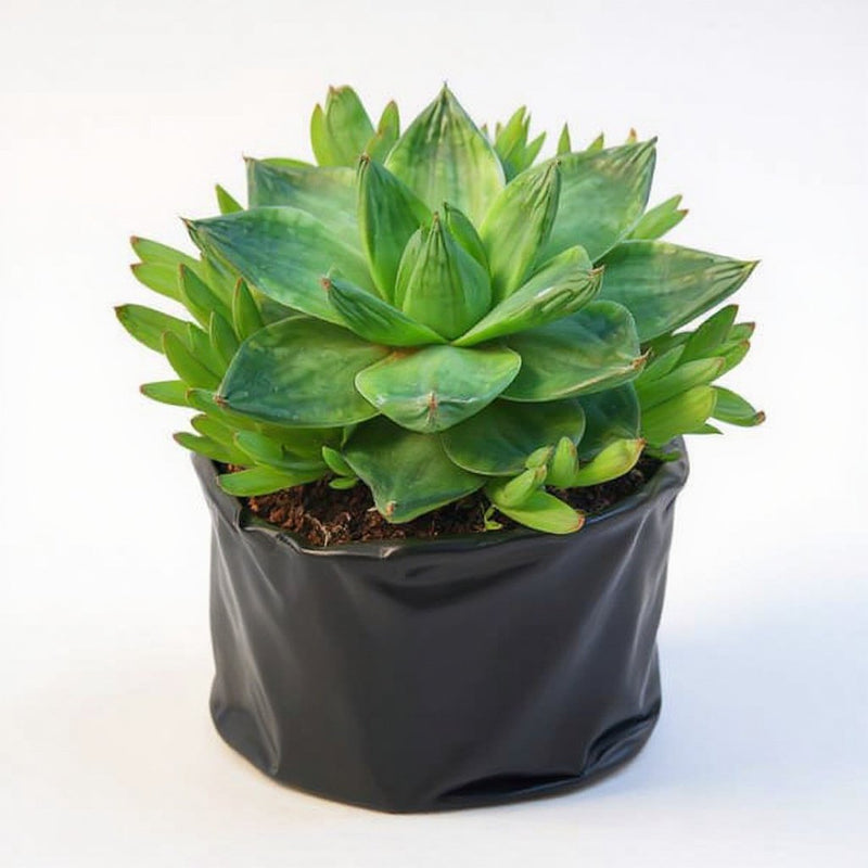 Haworthia Cymbiformis