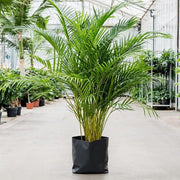 sku:PLT-ARECAPALM-B10-NA