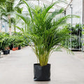 Areca Palm - 10" Grow bag