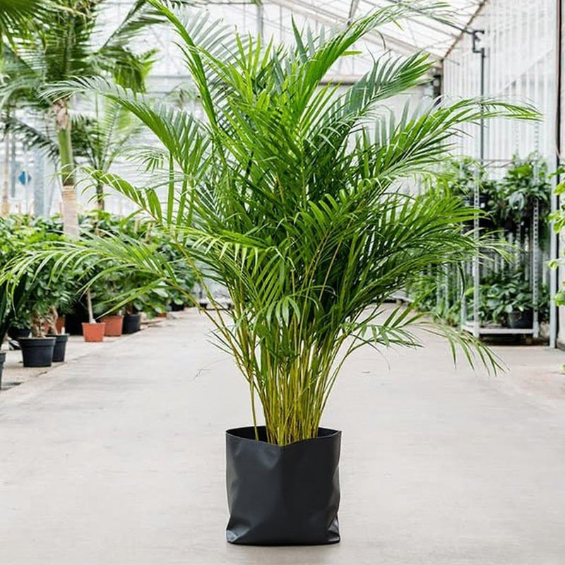 Areca Palm - 10" Grow bag