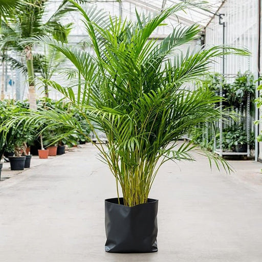 Areca Palm - 10" Grow bag