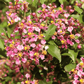 Malpighia Glabra Pink - 10" Grow bag