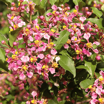 Malpighia Glabra Pink - 10" Grow bag