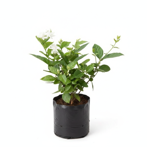 Mogra - 10" Grow bag