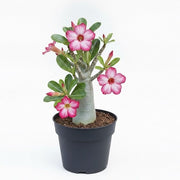 Adenium (Obesum) Desert Rose - 5" Pot