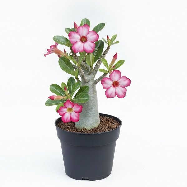 Adenium (Obesum) Desert Rose - 5" Pot
