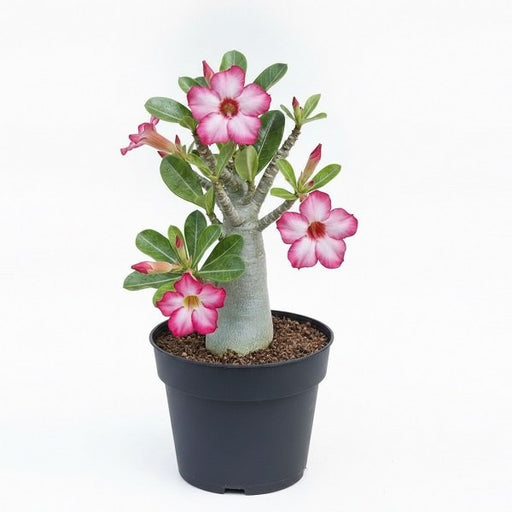Adenium (Obesum) Desert Rose - 5" Pot
