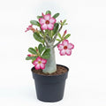 Adenium (Obesum) Desert Rose - 6" Pot
