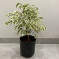 Ficus Variegated Variegated - 10" Grow bag