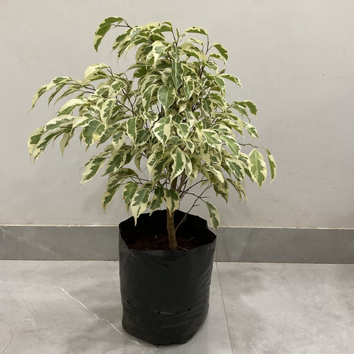 Ficus Variegated Variegated - 10" Grow bag