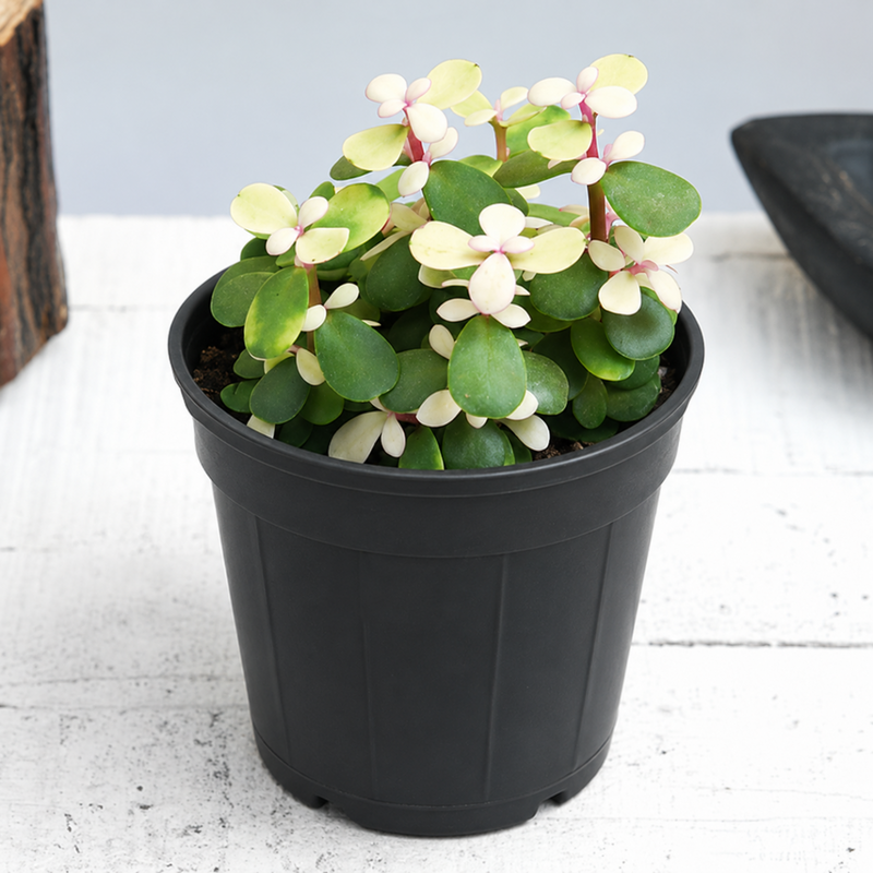 Midstripe Rainbow Bush, Portulacaria afra medio-picta - 3" Pot