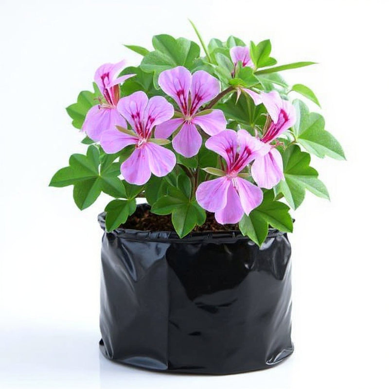 Geranium Ivy Mixed