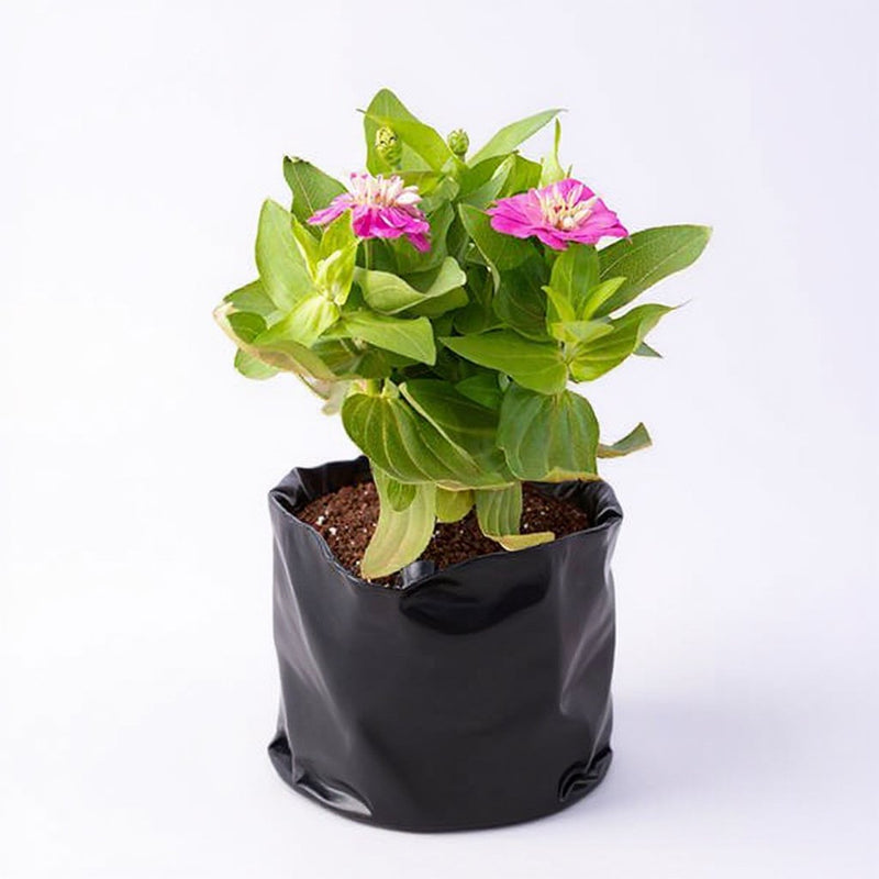 Zinnia Yellow