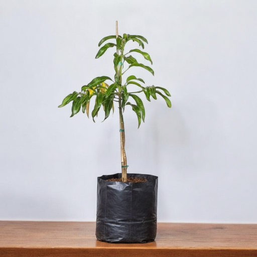 Mango Tree Pairi (Grafted) Grafted - 10" Grow bag
