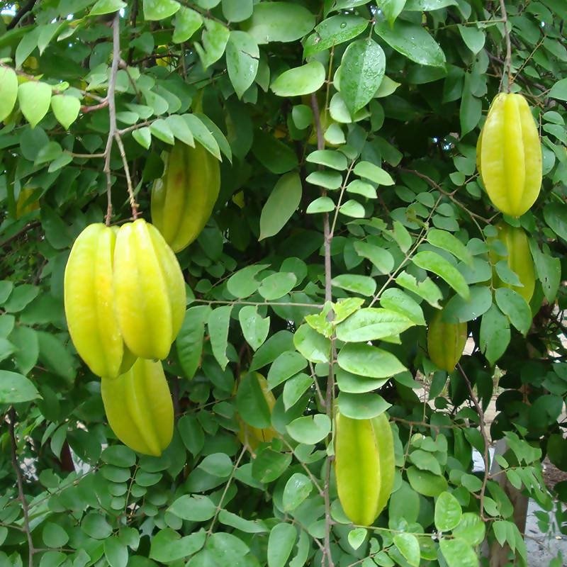 Star Fruit - 10" Grow bag