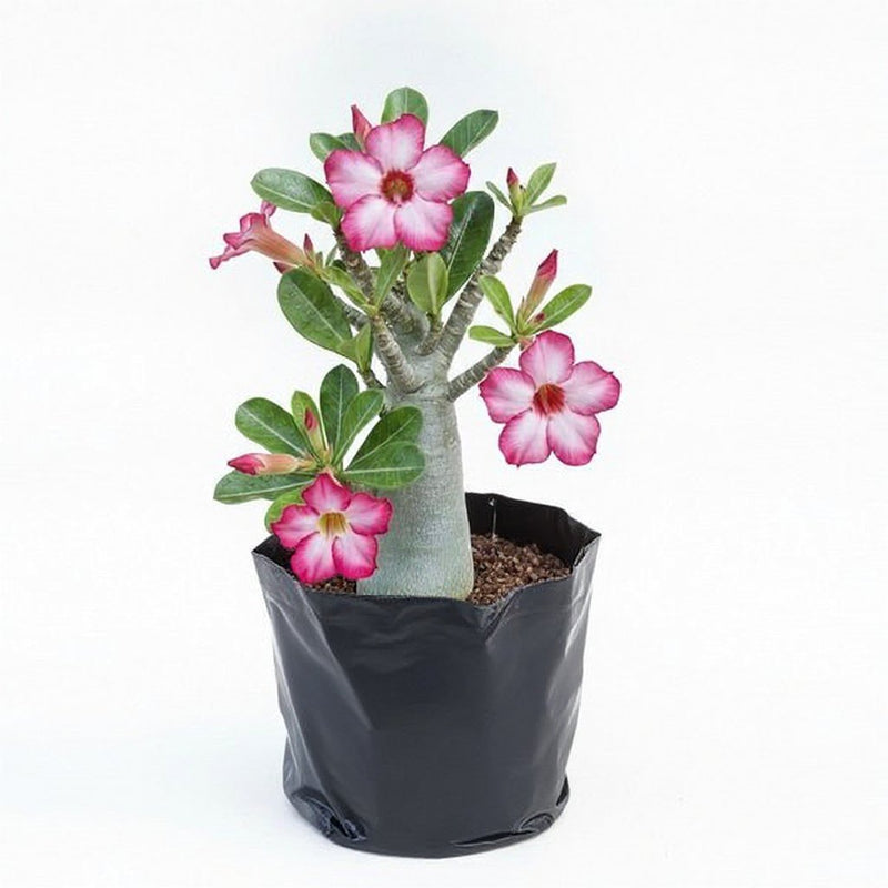 Adenium (Obesum) Desert Rose