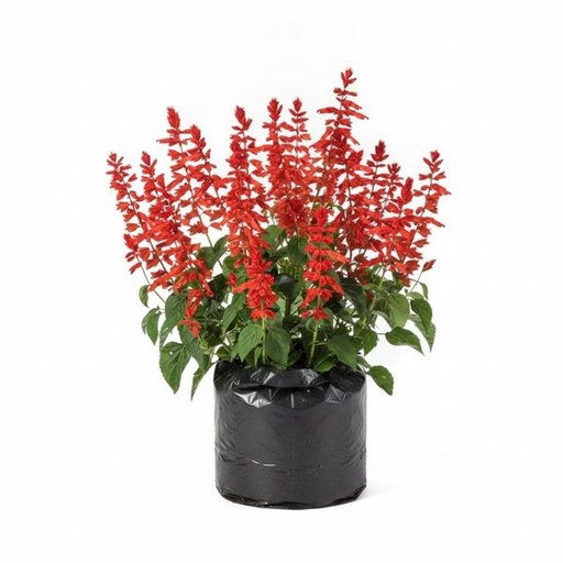 Salvia Red - 6" Grow bag