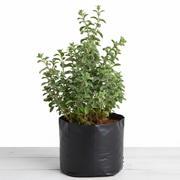 Sweet Marjoram - 10" Grow bag
