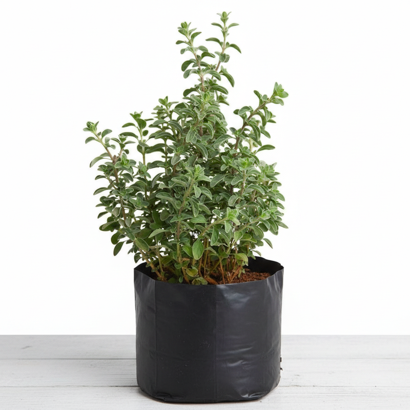 Sweet Marjoram - 10" Grow bag
