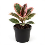 sku:PLT-RUBBERPLANT-P04-VAR,PLT-RUBBERPLANT-P05-VAR,PLT-RUBBERPLANT-P08-VAR,PLT-RUBBERPLANT-P10-VAR,PLT-RUBBERPLANT-P12-VAR