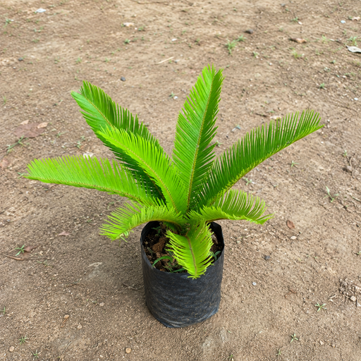 Sago Palm - 14" Grow bag