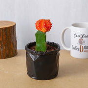 Moon Cactus Red