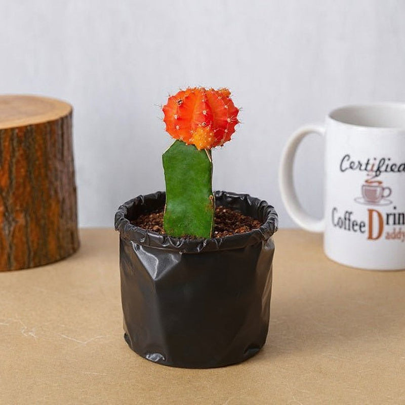 Moon Cactus Red