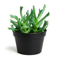Elkhorn Succulent - 3" Pot