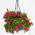 Vinca Periwinkle Mixed - 8" Hanging basket