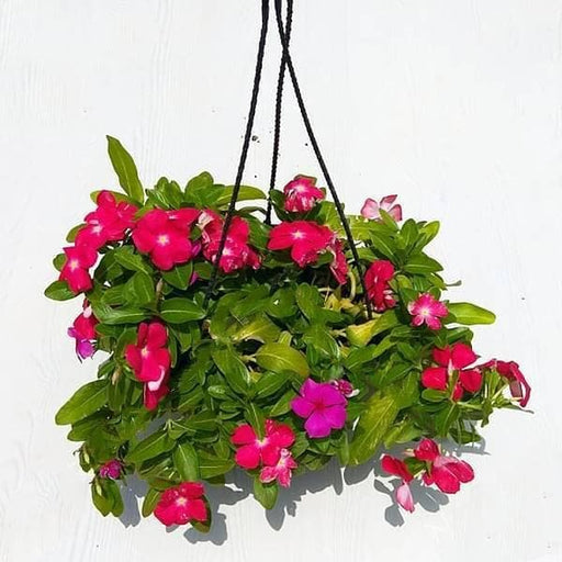 Vinca Periwinkle Mixed - 8" Hanging basket