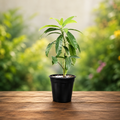 Rudraksha Tree - 8" Pot