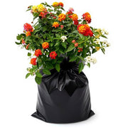 Lantana Yellow