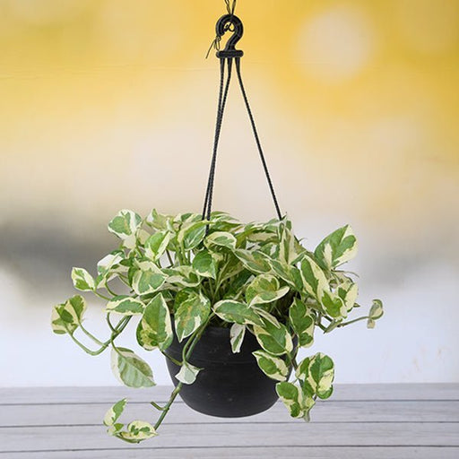 Money Plant Marble Prince, Scindapsus n Joy - 7" Hanging basket