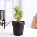 Aralia Miniature White - 5" Pot