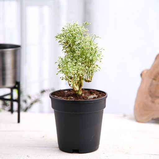 Aralia Miniature White - 5" Pot
