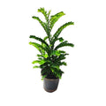 Selaginella species - 5" Pot