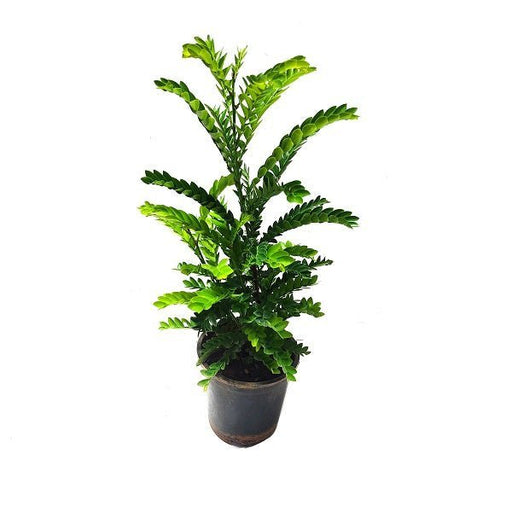 Selaginella species - 5" Pot