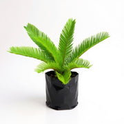Sago Palm