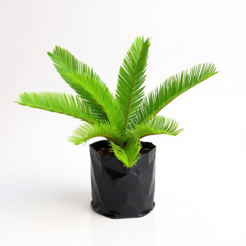Sago Palm