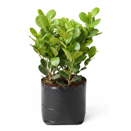 Ficus Microcarpa - 10" Grow bag