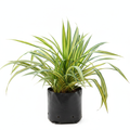 Screw Pine - 10" Grow bag