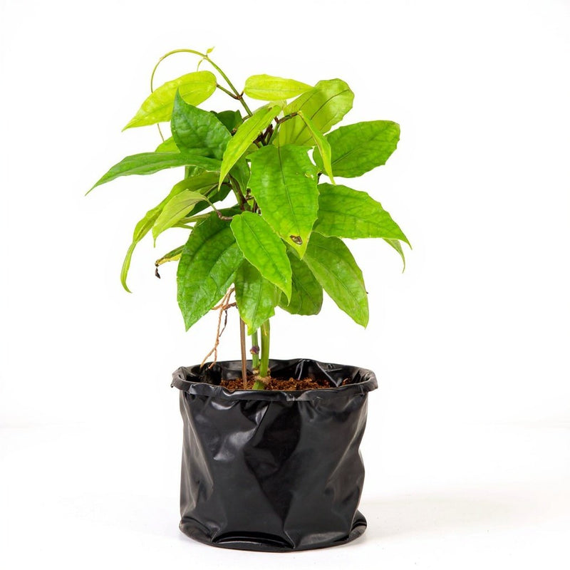 Thunbergia Mysorensis - 6" Grow bag