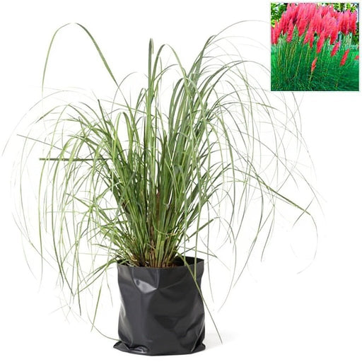 Pampas Grass Red - 6" Grow bag