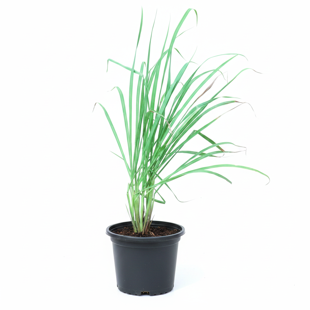 Medicinal Plants Name