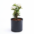 Ixora Mini Dwarf White - 6" Grow bag