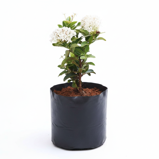 Ixora Mini Dwarf White - 6" Grow bag